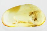 Two Fossil Biting Midges (Ceratopogonidae) in Baltic Amber #352853-1